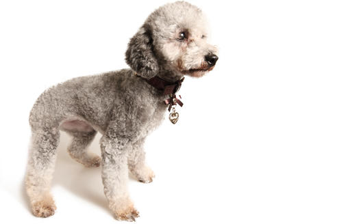 販売中のティーカッププードルの親犬